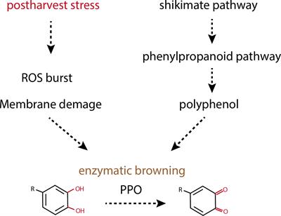 Unraveling crop enzymatic browning through integrated omics